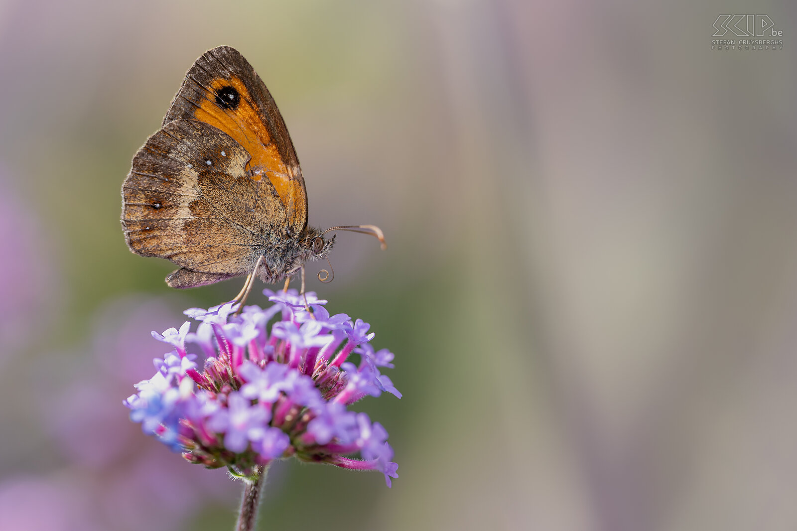 Butterflies - Gatekeeper Gatekeeper / Pyronia tithonus Stefan Cruysberghs